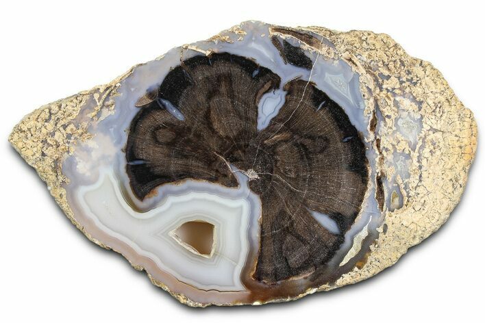 Petrified Wood (Schinoxylon) End-Cut - Blue Forest, Wyoming #362451